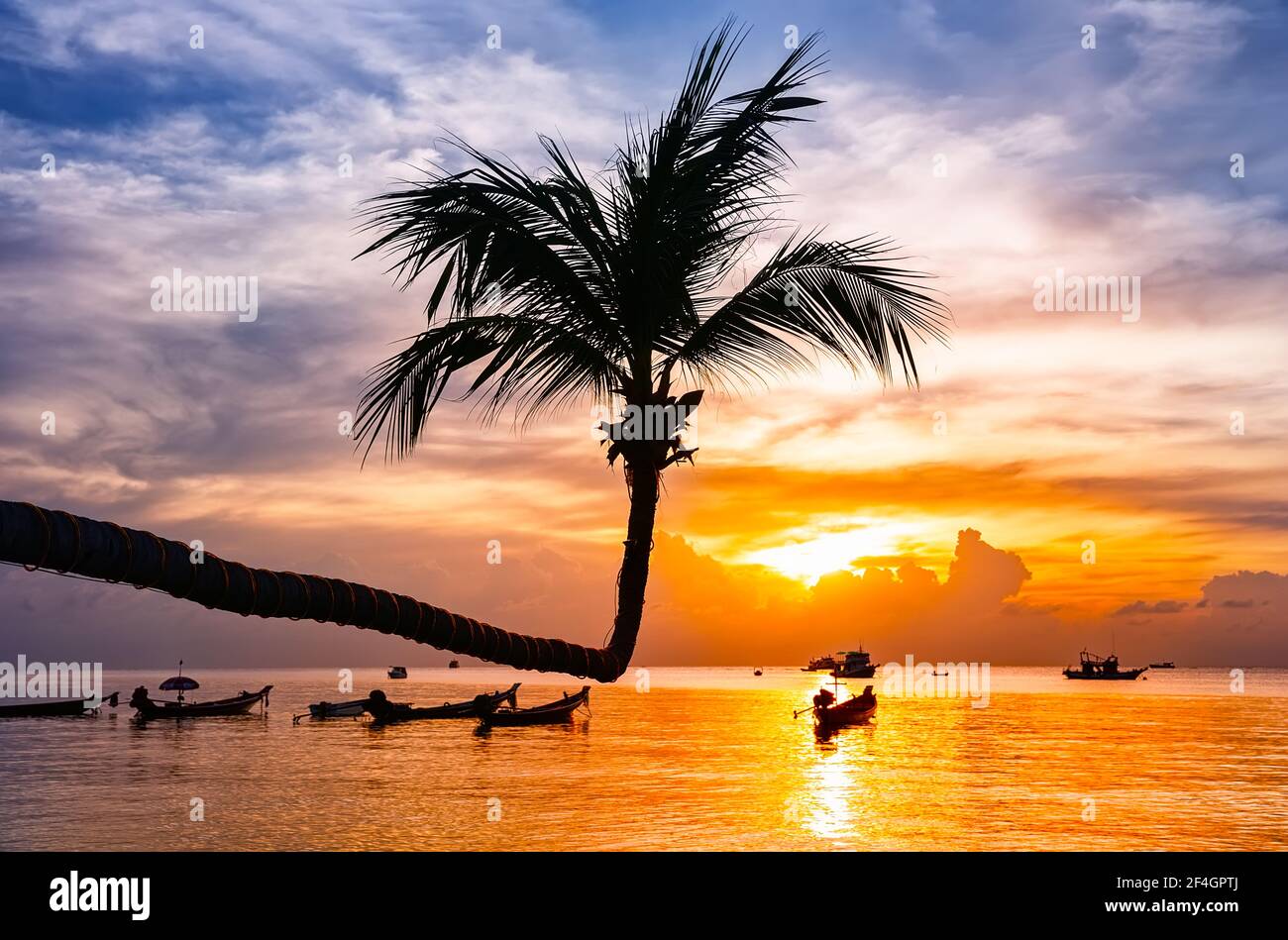 Palm tree silhouette on sunset tropical beach. Coconut palm tree against colorful sunset on the beach in Phuket, Thailand. Stock Photo