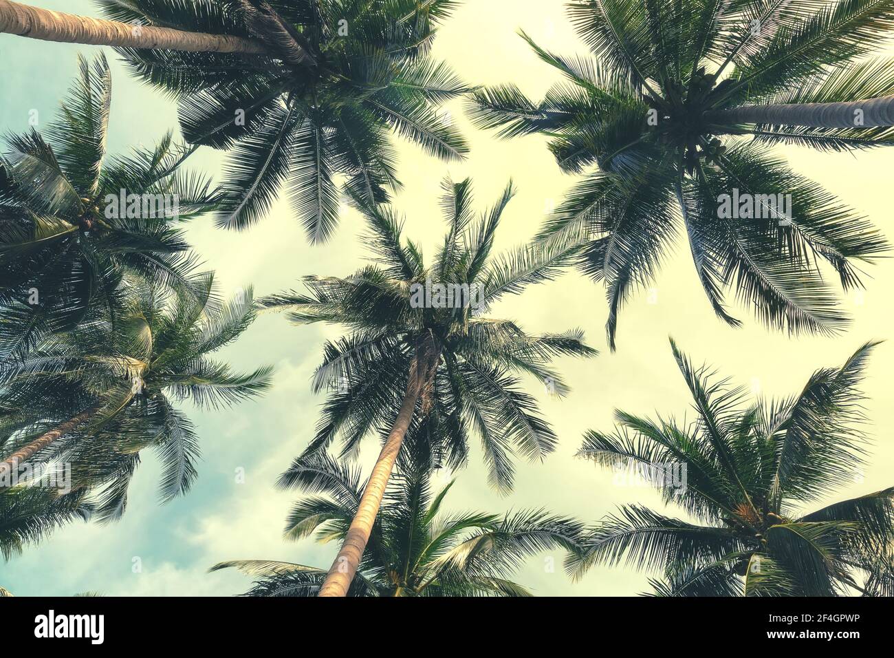 Beautiful tropical beach background. Coconut palm trees and cloud over blue sky in vintage tone. Summer vacation background concept. Stock Photo