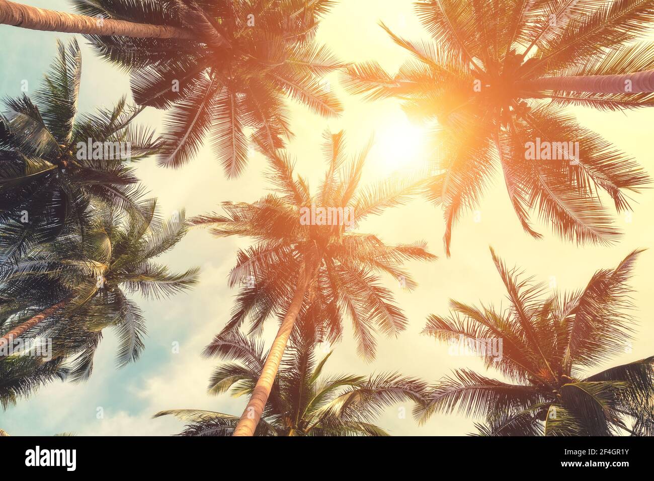 Beautiful tropical beach background. Coconut palm trees and cloud over blue sky in vintage tone. Summer vacation background concept. Stock Photo