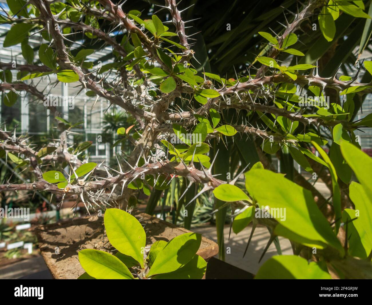 Botanic Gardens. Natural green tropical leaves, flowers, abstract green ...