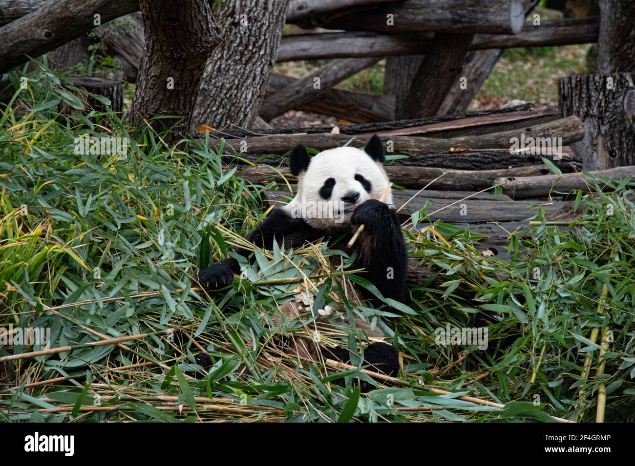 Bear paw chinese hi-res stock photography and images - Alamy Bear paw chinese hi-res stock photography and images - Alamy