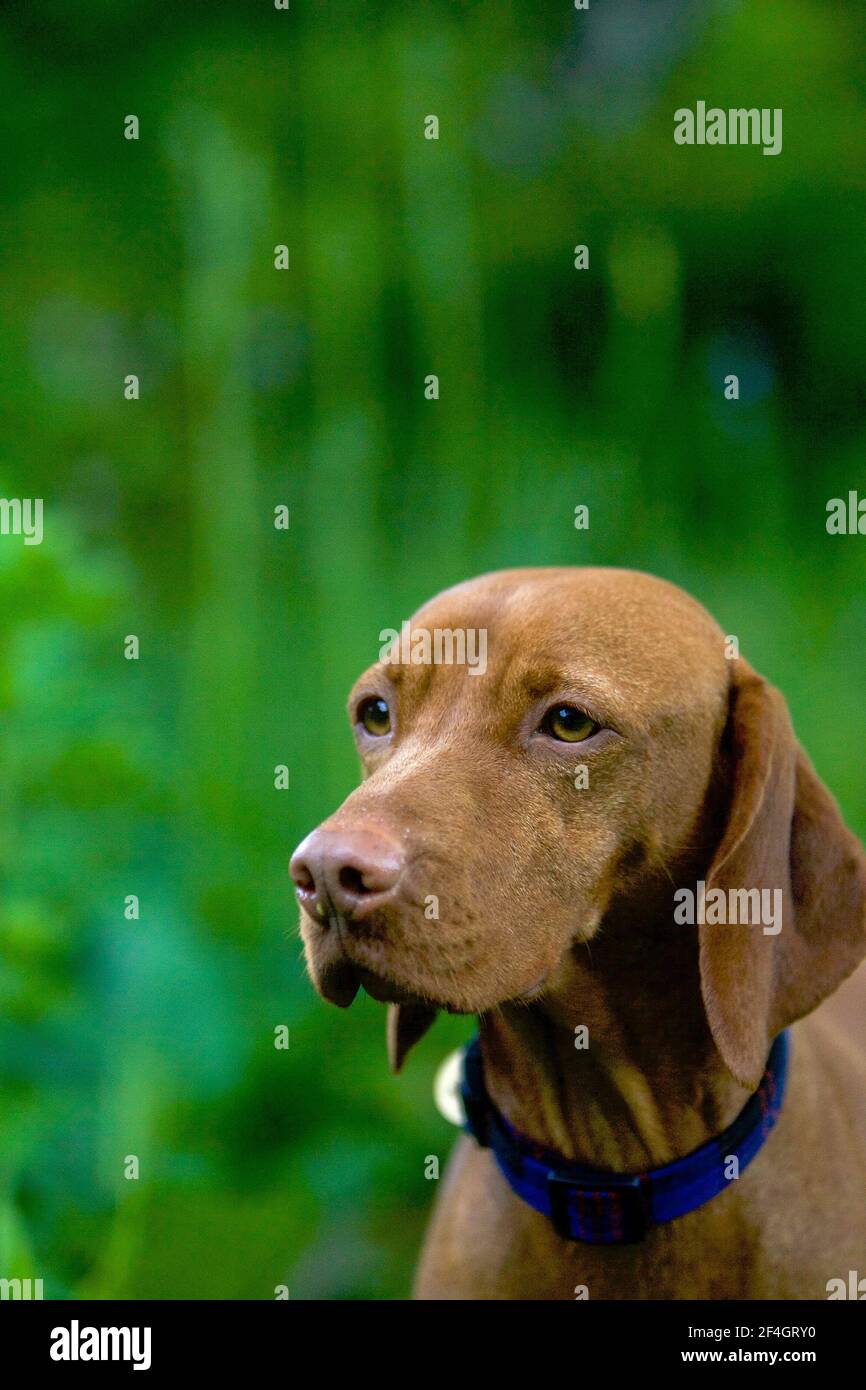 Head shot of Hungarian Viszla in residential garden, England Stock Photo