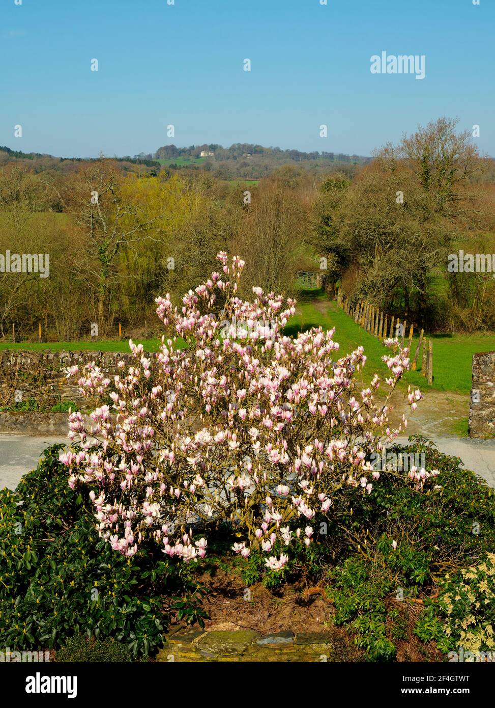 Magnolia grandiflora tree hi-res stock photography and images - Alamy