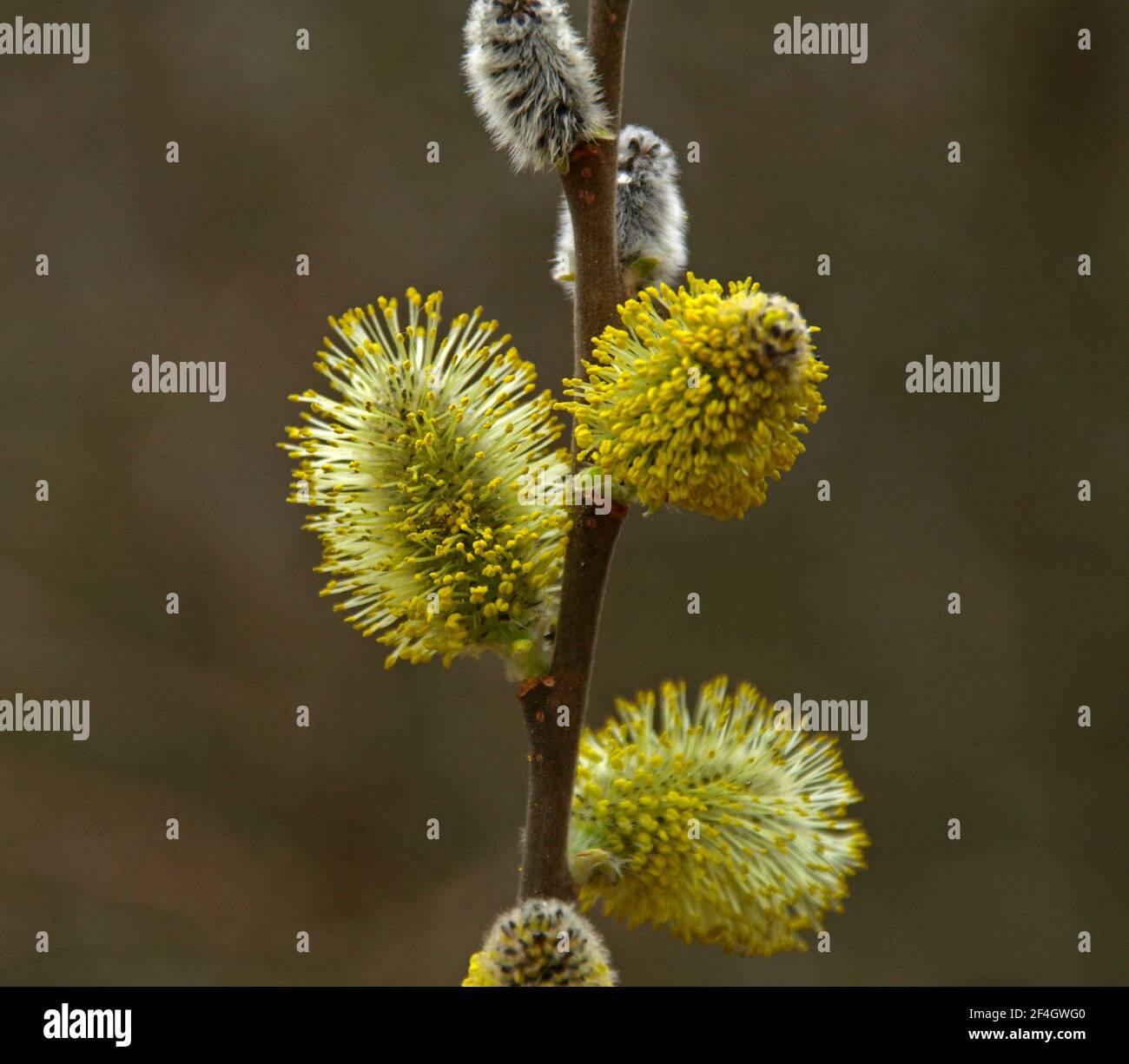 Blooming Willow Twigs And Furry Willow Catkins So Called Seals Or Cats Palm Sunday Holly Willow Salix Caprea Is A National Symbol Of Ukraine Stock Photo Alamy Blooming Willow Twigs And Furry Willow Catkins So Called Seals Or Cats Palm Sunday Holly Willow Salix Caprea Is A National Symbol Of Ukraine Stock Photo Alamy