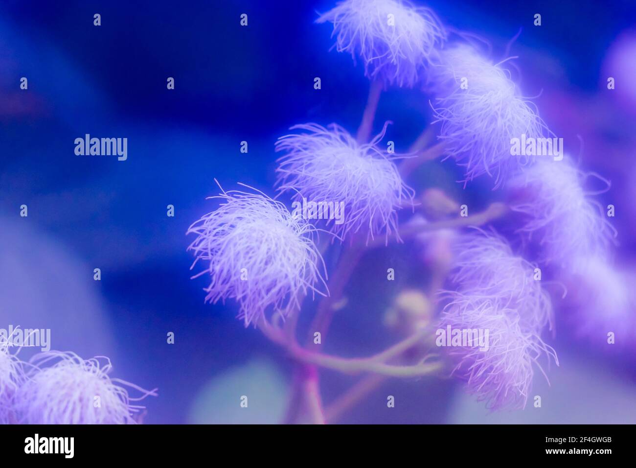 Small fluffy purple flowers on a long stem close-up. An unusual flower with blue toning. Beautiful flowers made with color filters. Floral abstract bl Stock Photo