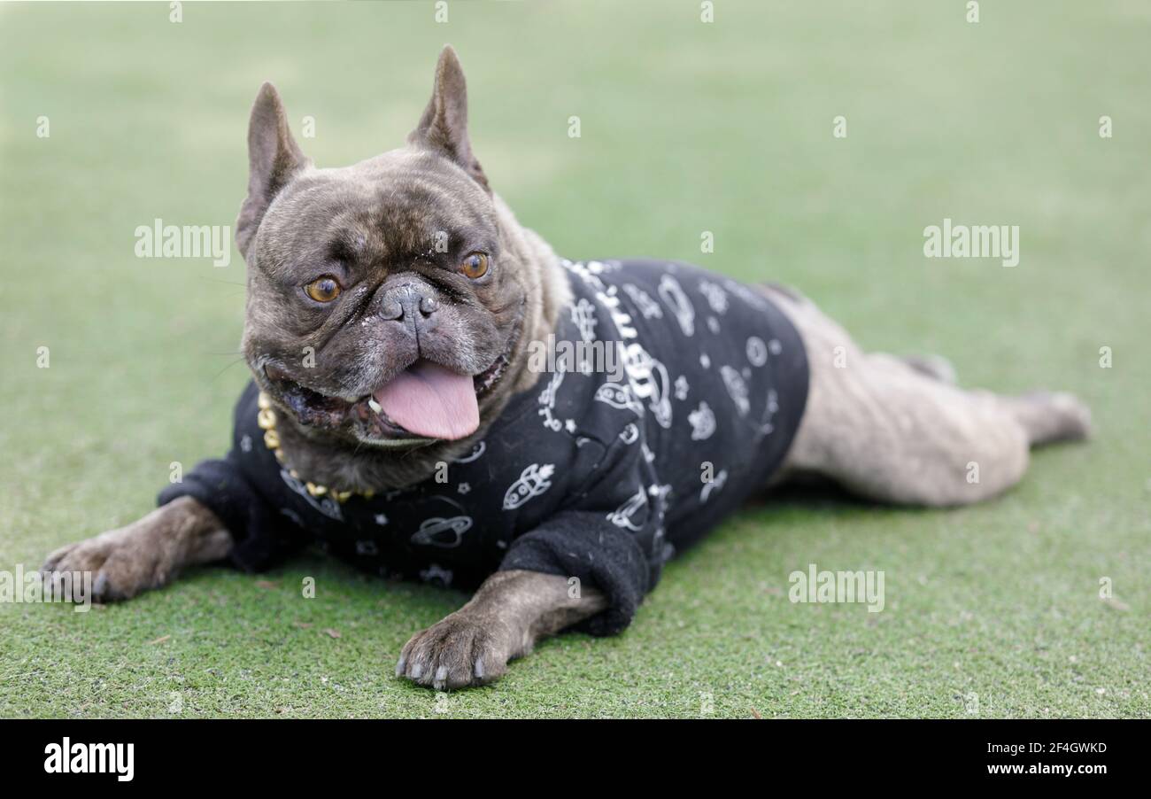 7YearsOld Brindle Male French Bulldog Lying Down on Grass and Panting