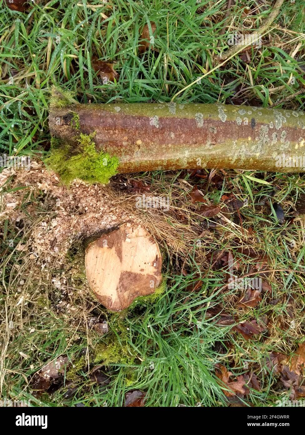 Ash tree disease hires stock photography and images Alamy
