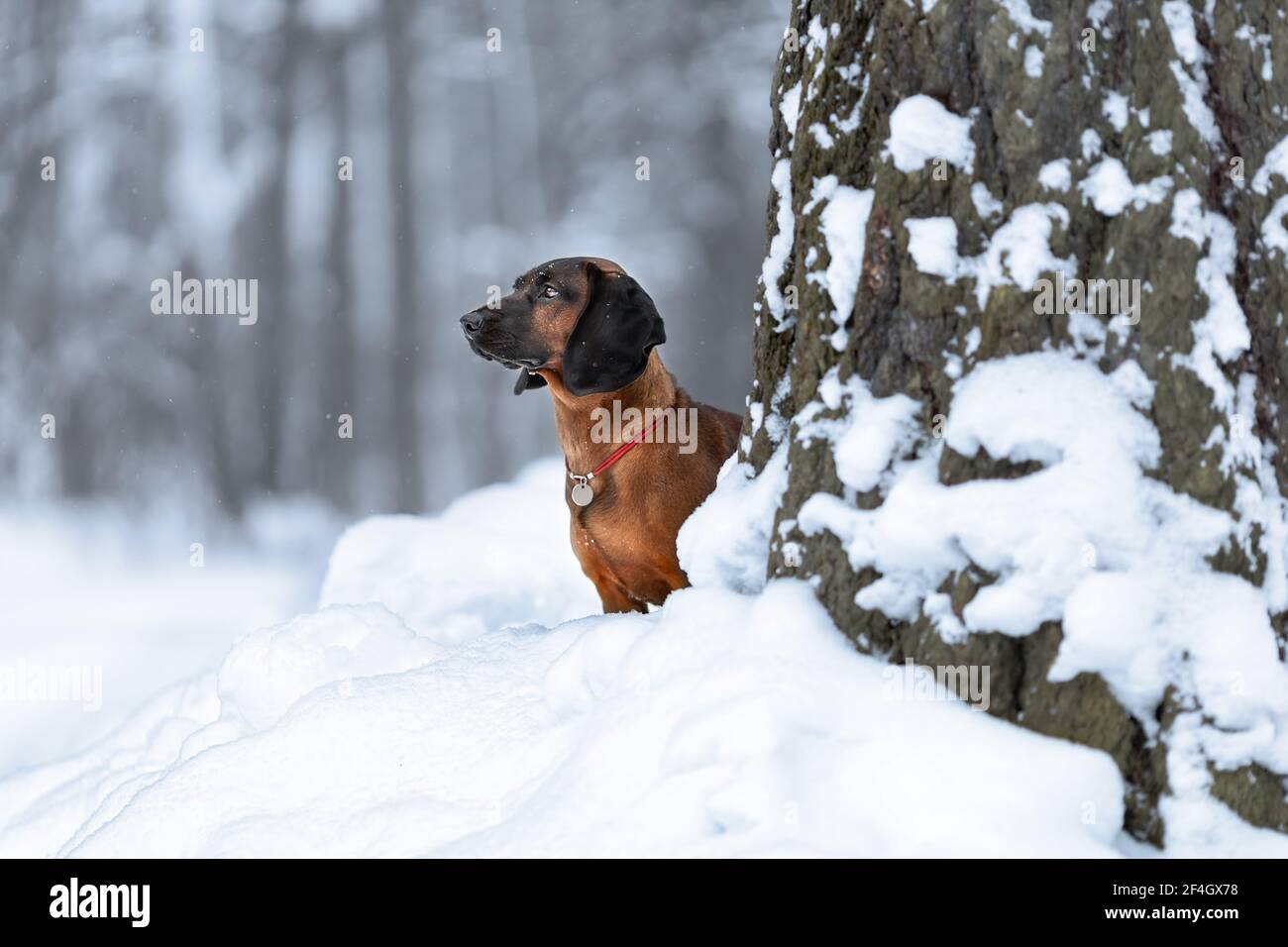 are bavarian mountain hounds pack dogs