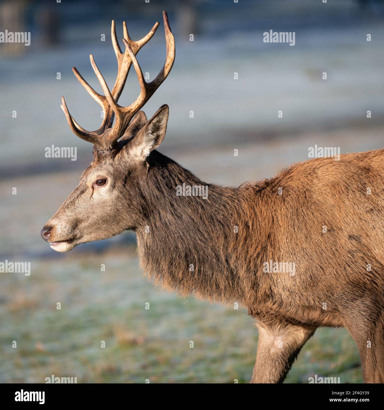 Red deer stags on a frosty morning in Richmond Park, London, United Kingdom Stock Photo