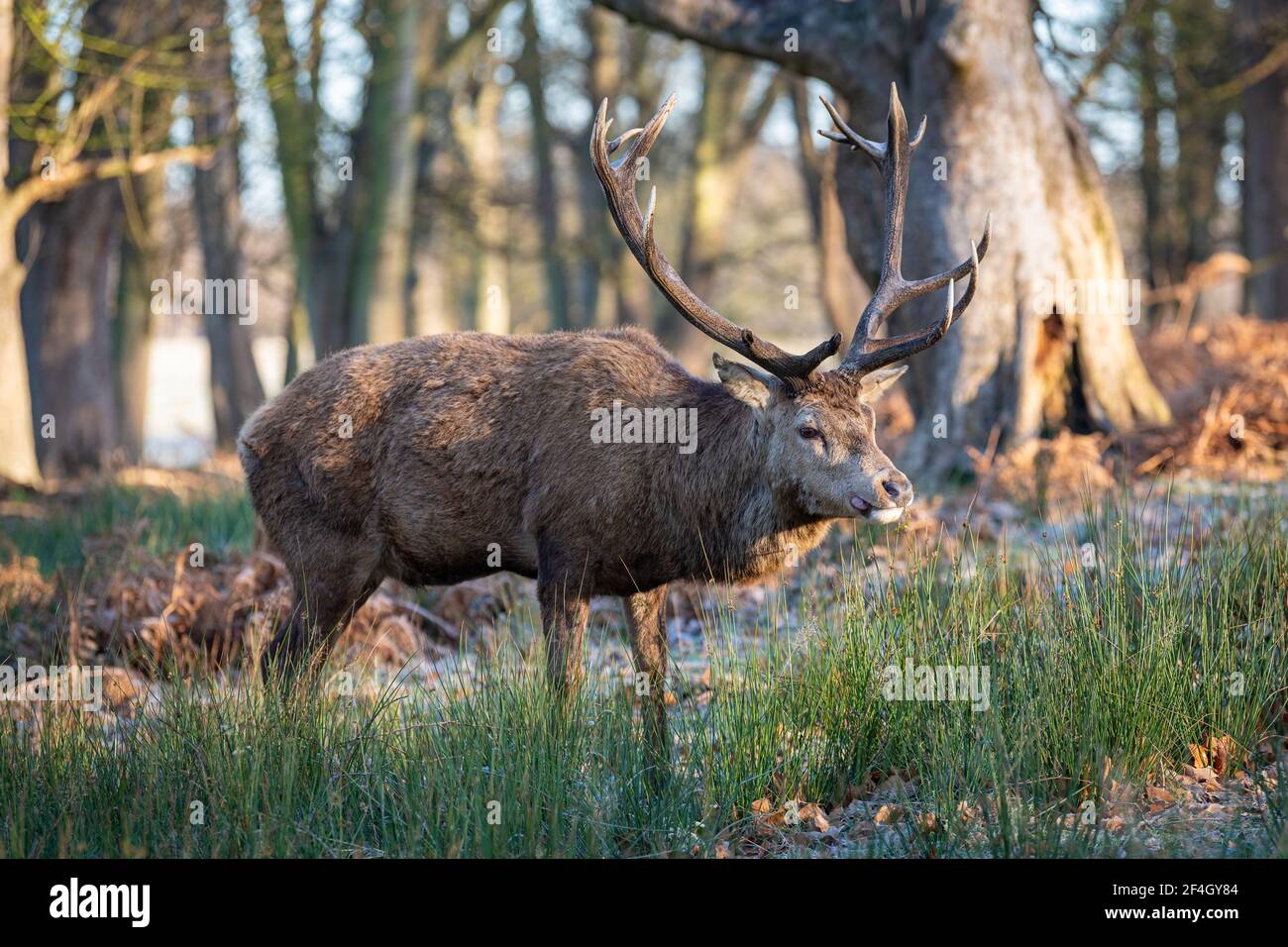 Red deer stags on a frosty morning in Richmond Park, London, United Kingdom Stock Photo