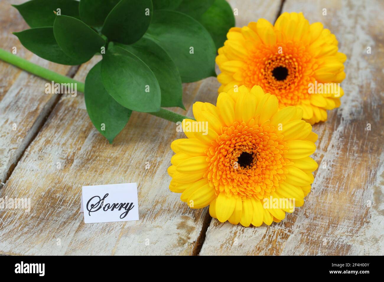 Flowers To Say Sorry High Resolution Stock Photography And Images Alamy