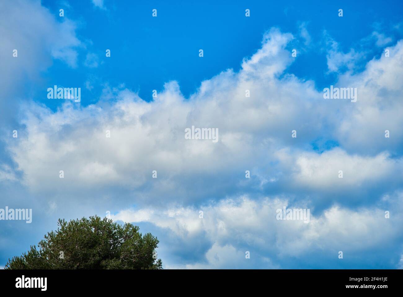 Blue sky with clouds and tree. Blue natural sky scene with white clouds ...