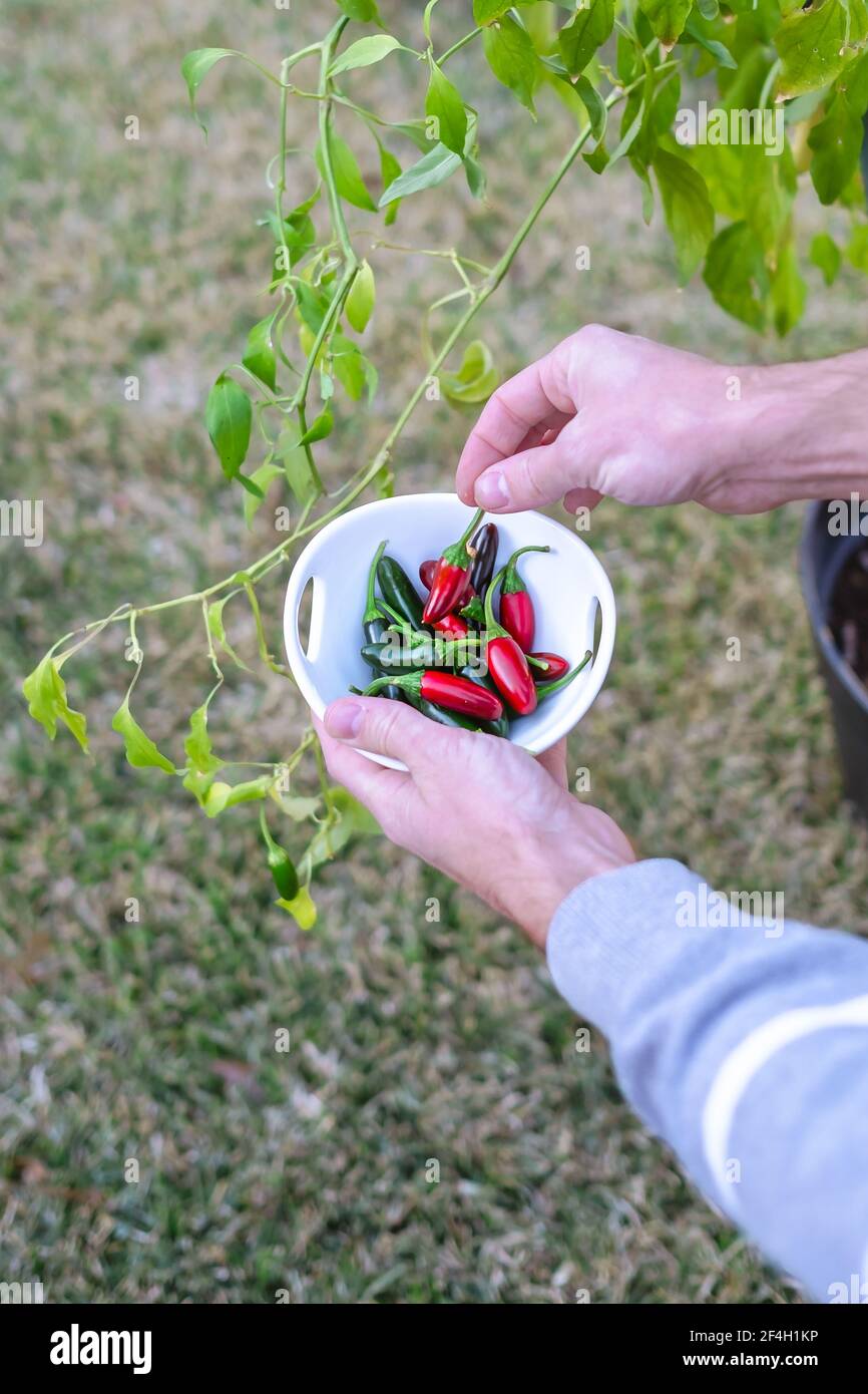 A male hand placing a jalapeno pepper in a white bowl filled with