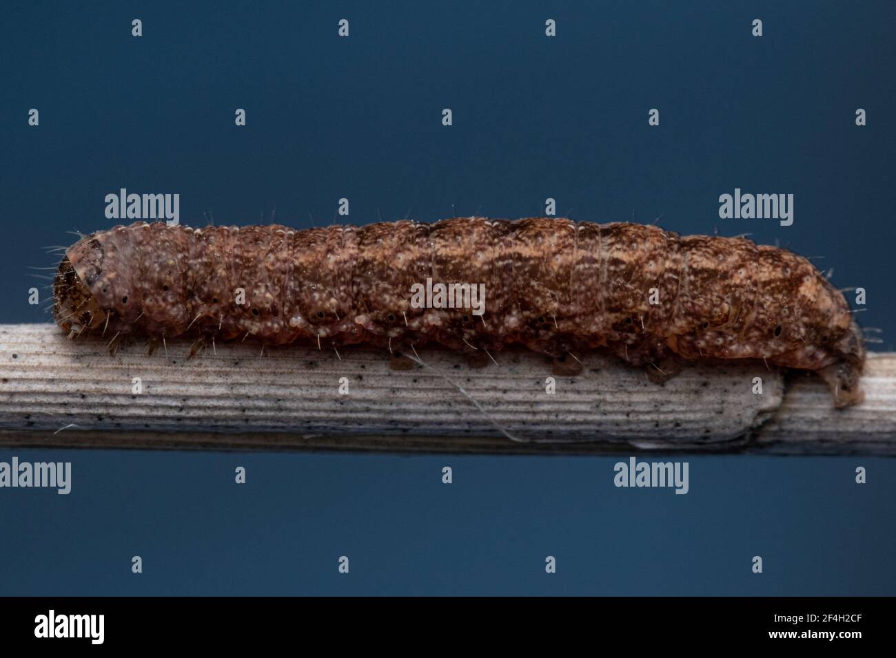 A closeup shot of a caterpillar on a twig Stock Photo - Alamy