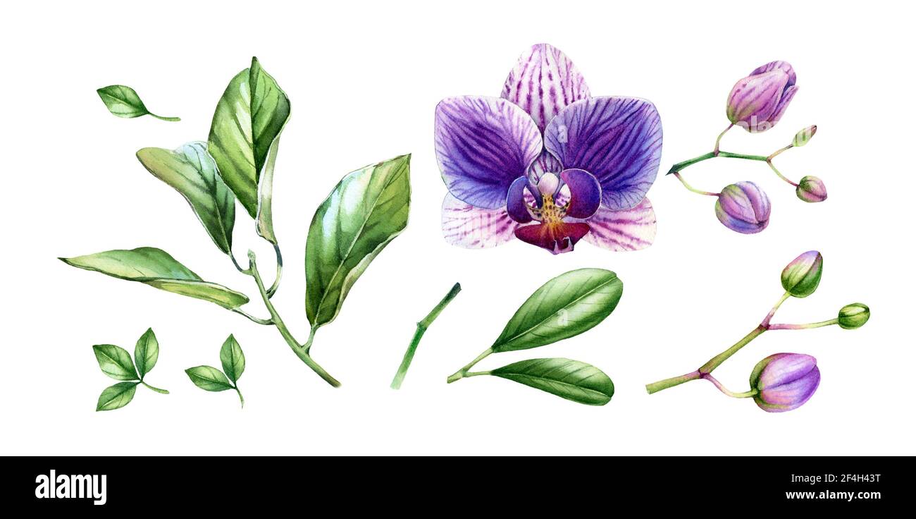 Watercolor Orchid elements collection. Big purple flowers, buds, palm, monstera leaves. Hand painted floral tropical set. Botanical illustrations with Stock Photo