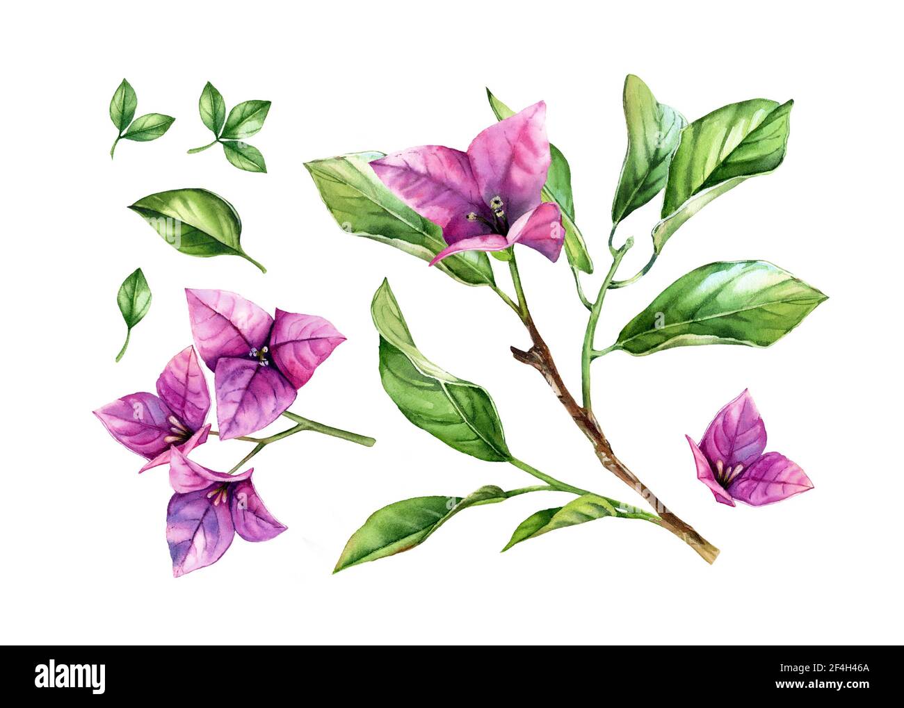 Watercolor floral set of elements. Purple bougainvillea branch in blossom, flowers, vibrant leaves. Hand painted floral tropical collection. Botanical Stock Photo