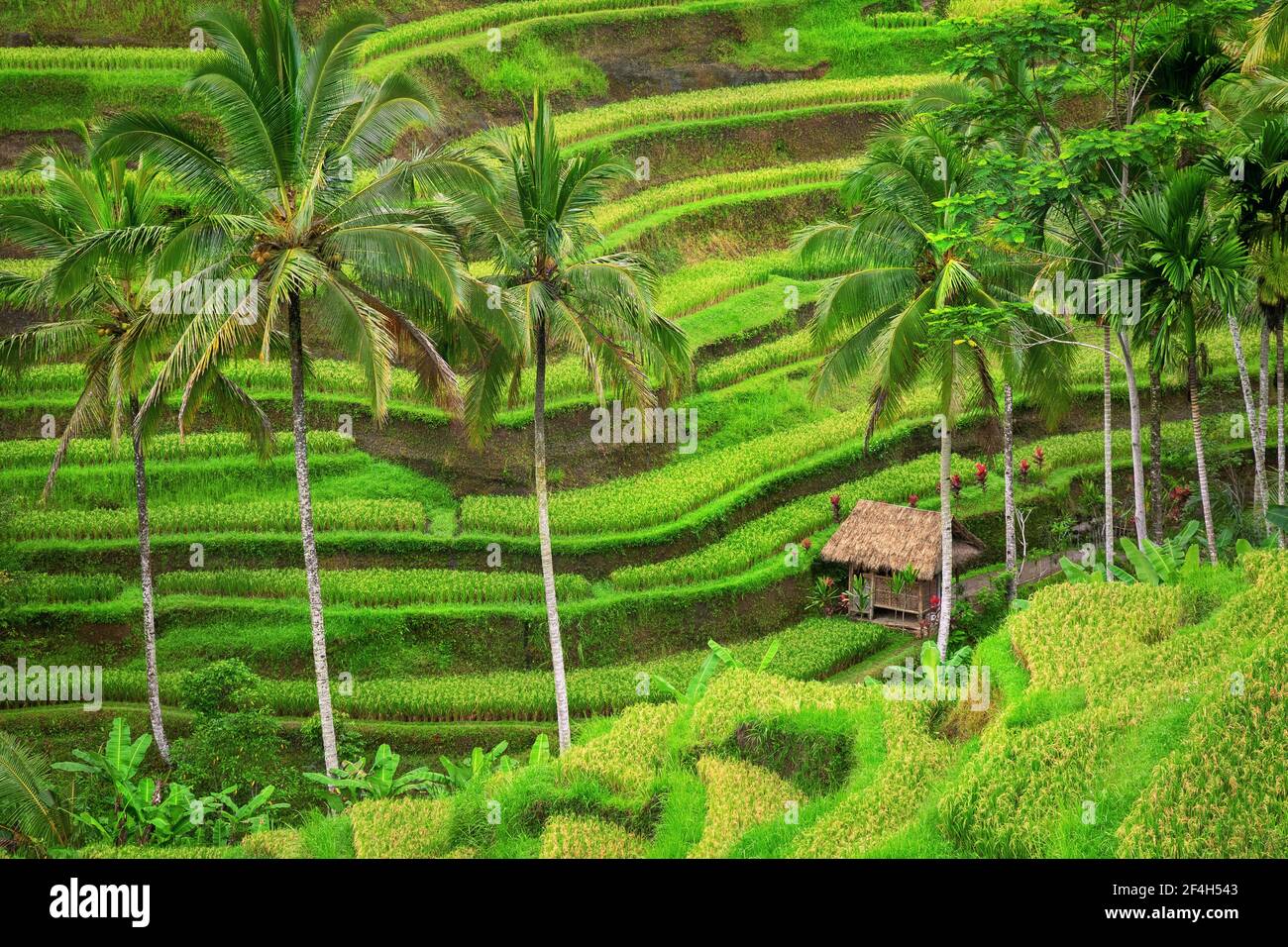 Green rice fields Tegalalang on Bali island, Indonesia Stock Photo