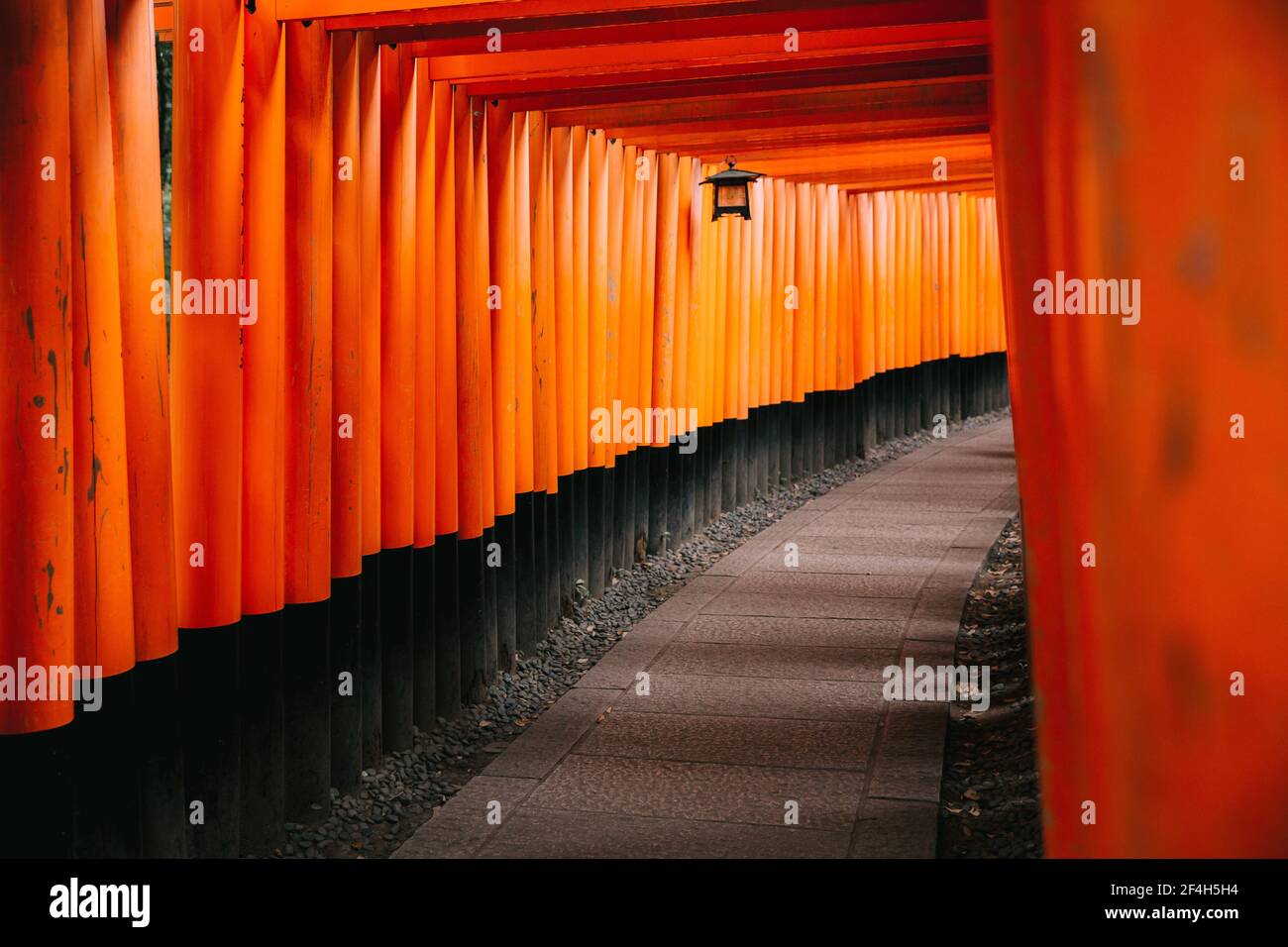 Pathway torii gates at Fushimi Inari Shrine at night and rain Kyoto ...