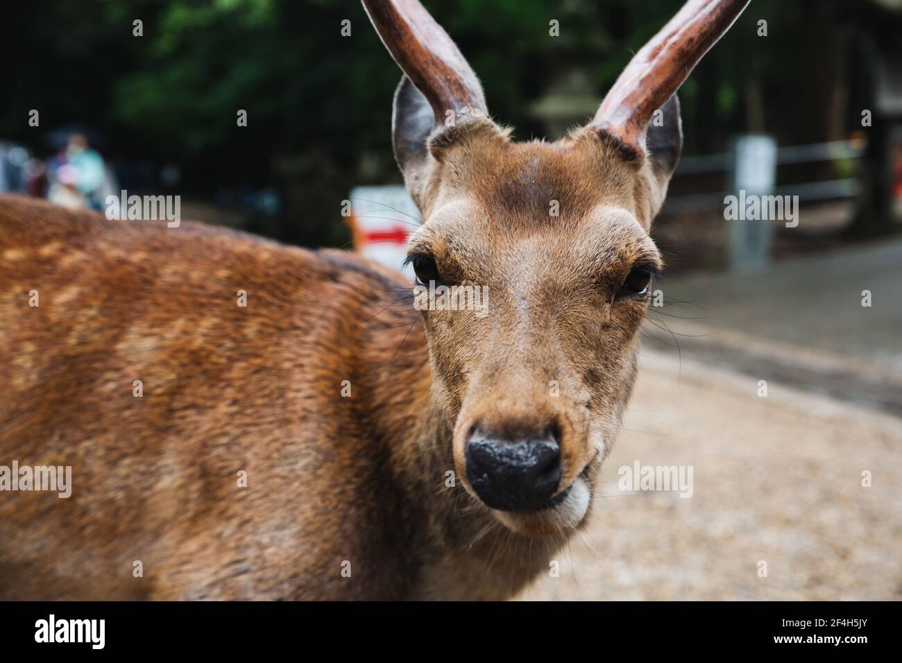 Japanese deer at Nara province in garden Stock Photo