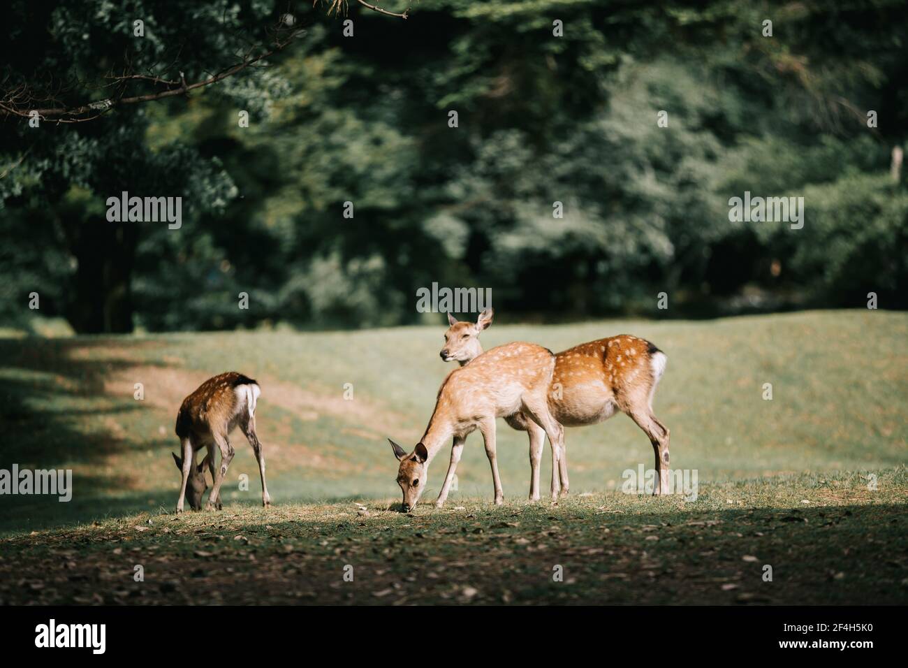Japanese deer at Nara province in garden Stock Photo