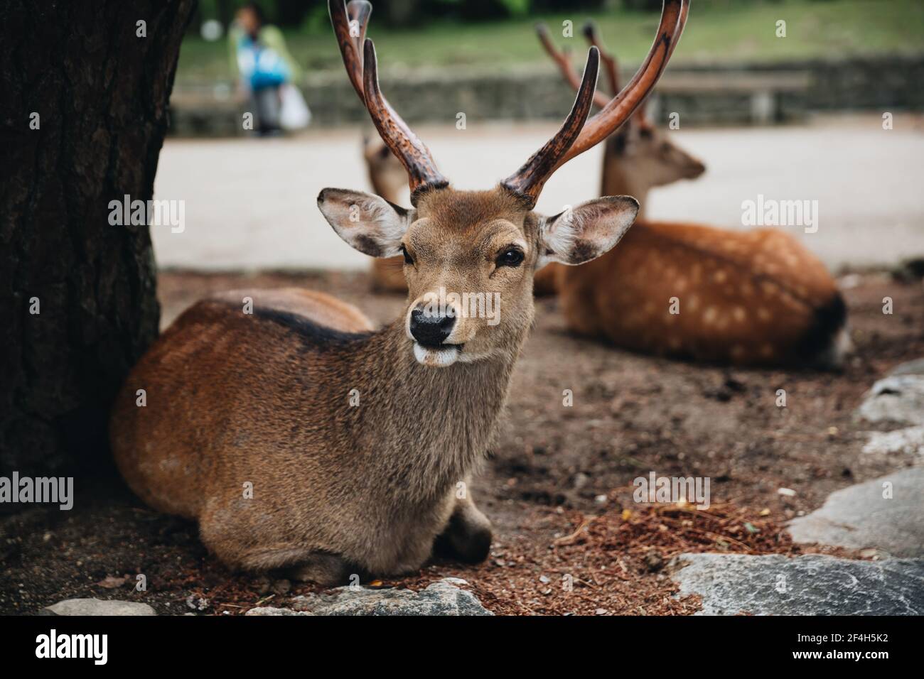 Japanese deer at Nara province in garden Stock Photo