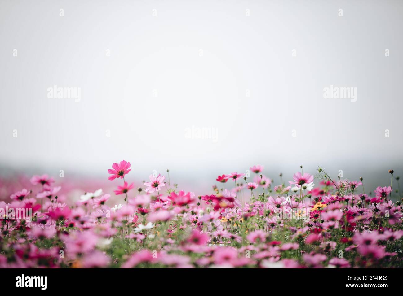 cosmos flower field background with film vintage style Stock Photo - Alamy, image size:1300x956