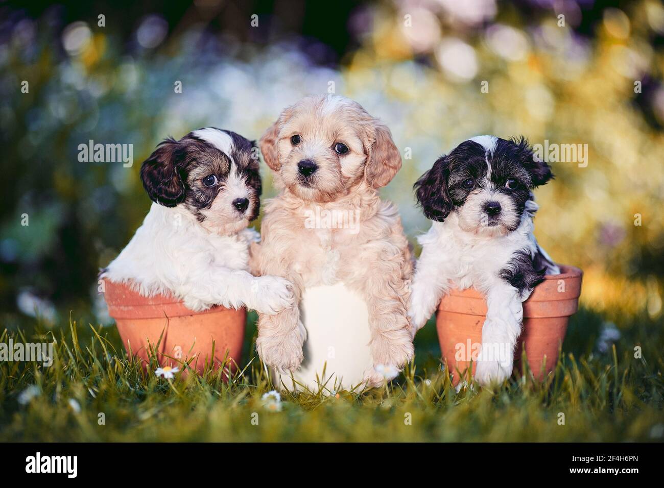 3 cute puppies in flowerpots Stock Photo - Alamy
