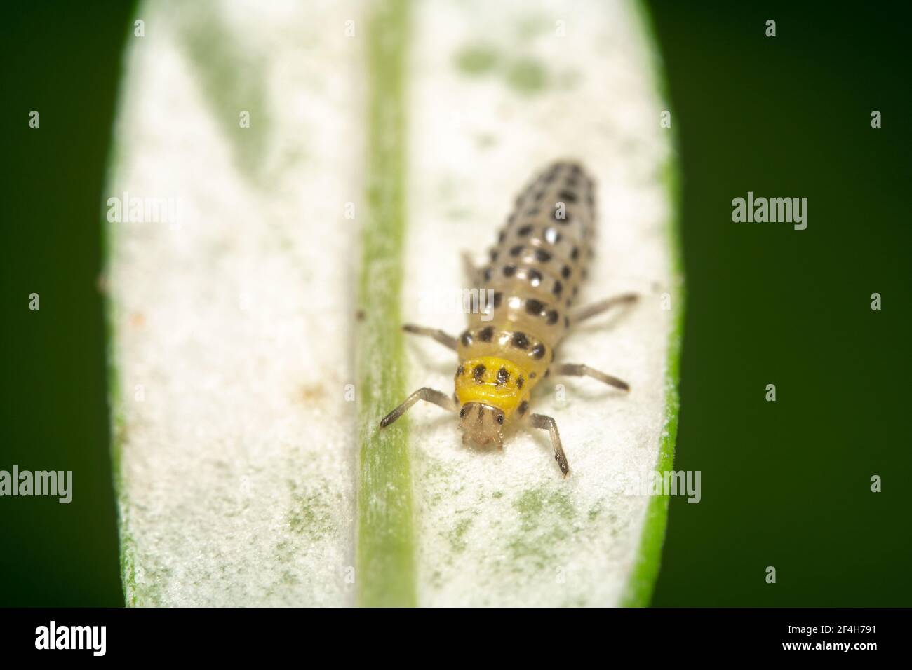 Lady beetle larvae hires stock photography and images Alamy