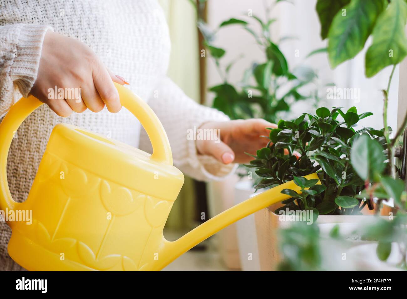 Woman waters potted plants from yellow watering can. Home garden care. Stock Photo