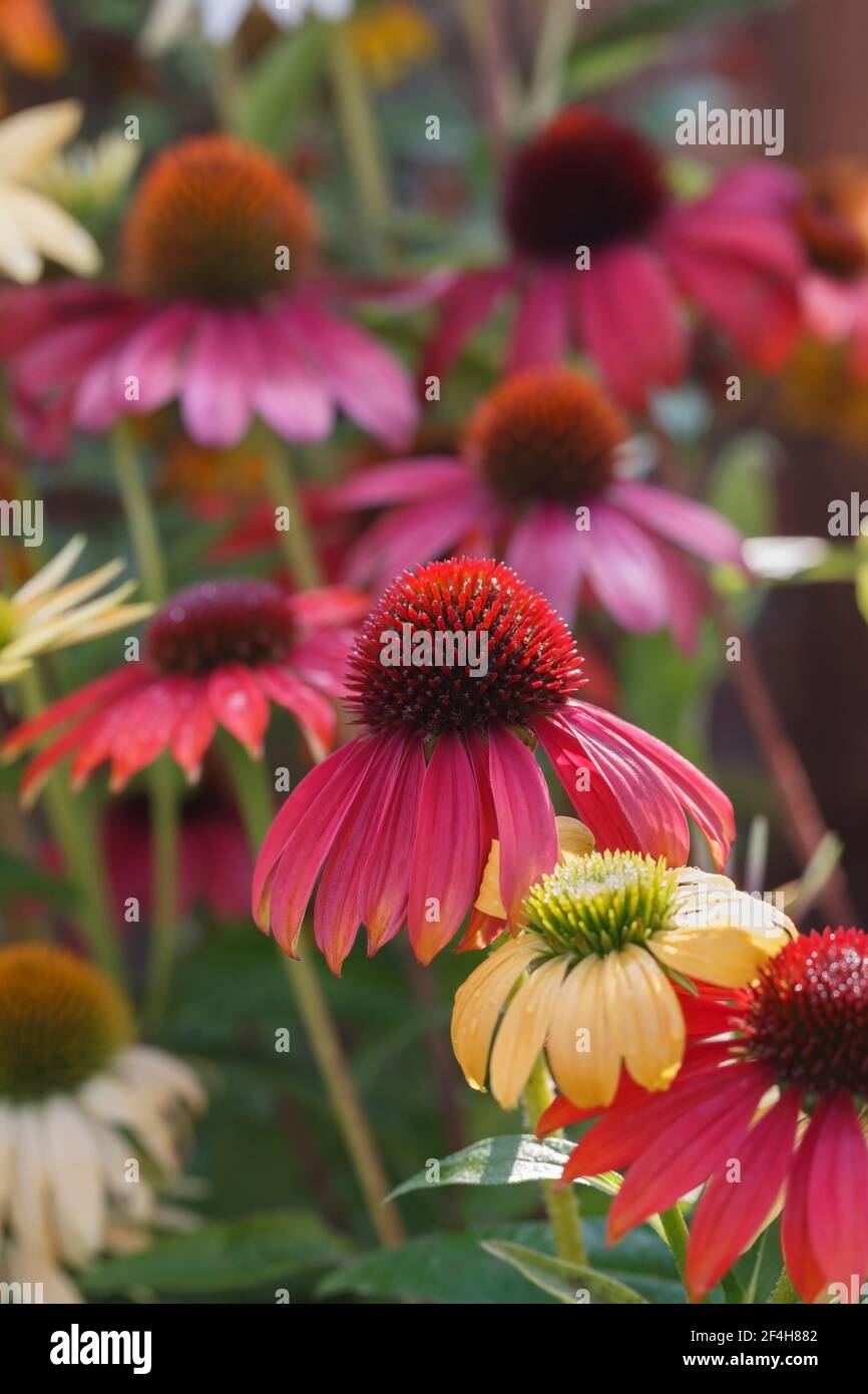 Echinacea 'Cheyenne Spirit' Mix Stock Photo