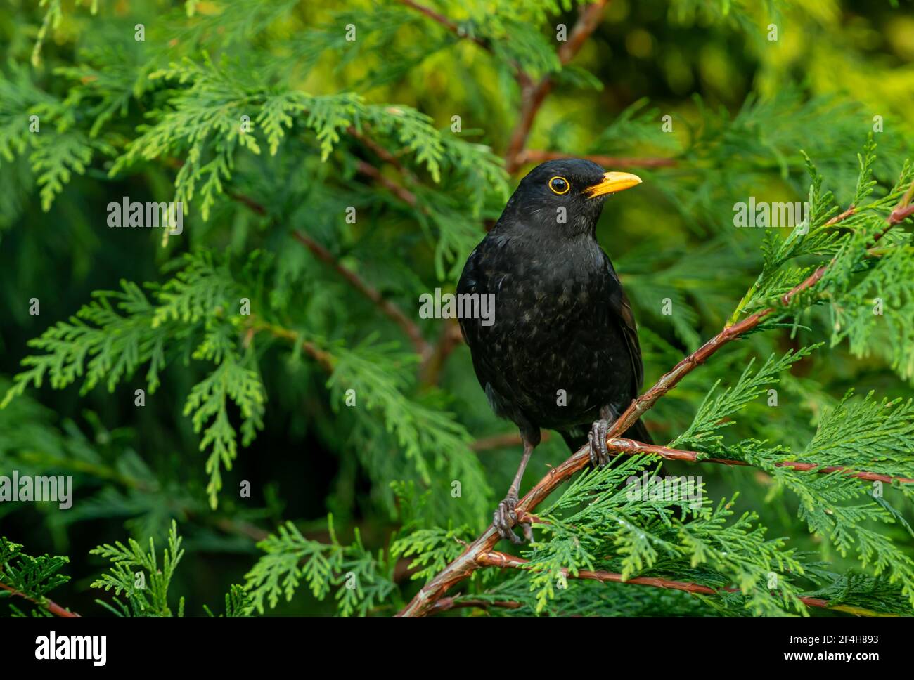 Blackbird, Scientific name: Turdus merula. Close up of an alert male blackbird, facing right  and perching in a green conifer tree.  Leafy blurred bac Stock Photo