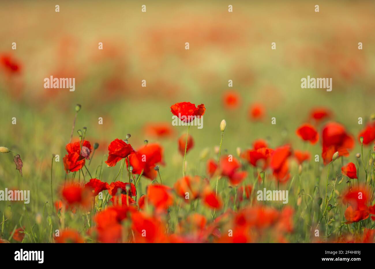 Red poppy field.  Selective focus on a single poppy taller than the other poppies.  Blurred background.  Horizontal.  Space for copy.  Concept: Peace Stock Photo