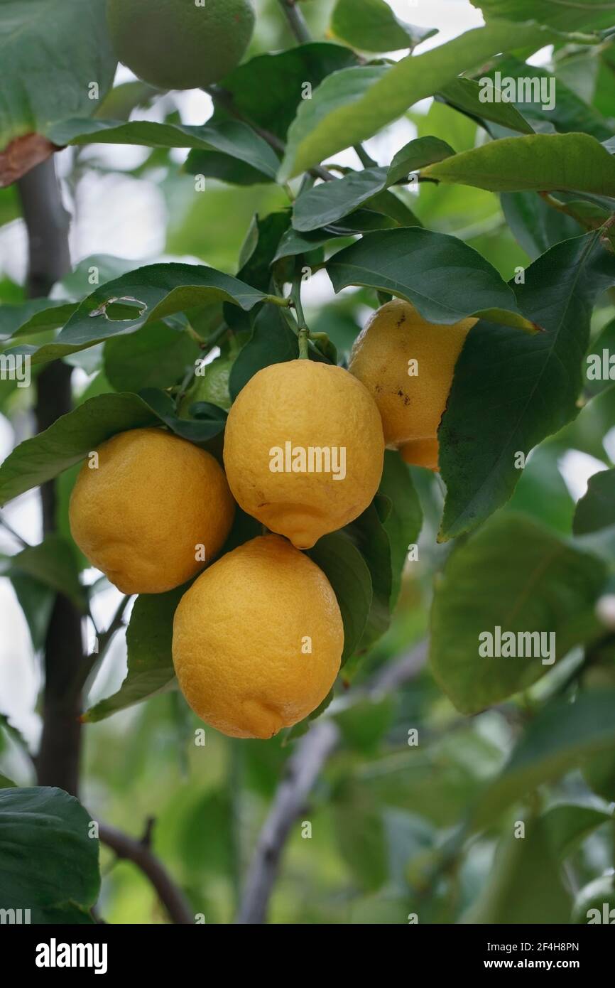Citrus × limon 'Four Seasons'. Lemon fruiting indoors at RHS Wisley Gardens. Stock Photo