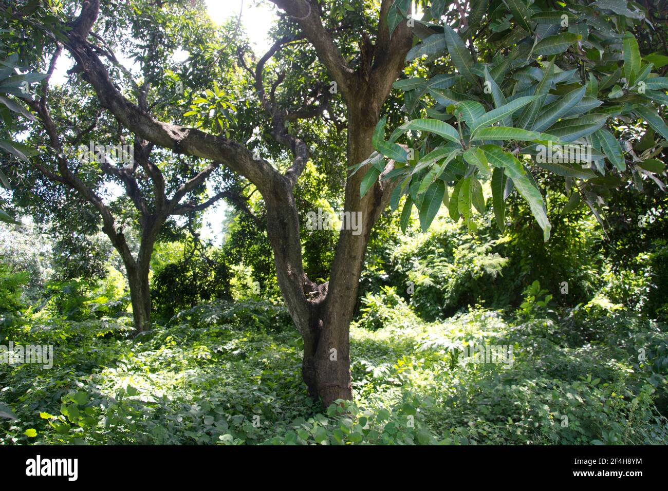 Mango-Bäume auf einer Plantage im Norden Balis Stock Photo