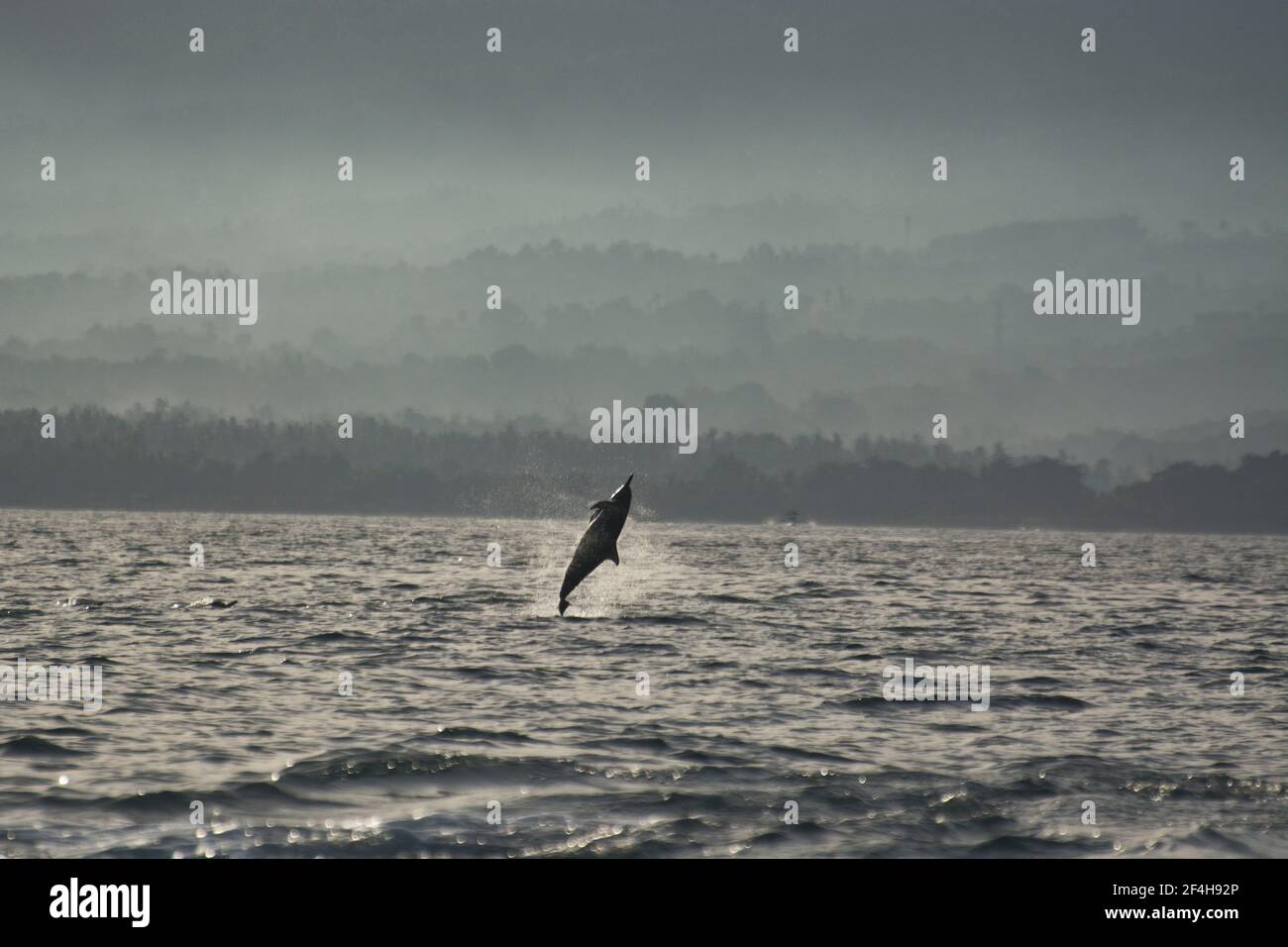 Delfine beobachten, die grosse Attraktion am Strand von Pantai Lovina im Norden Balis Stock Photo