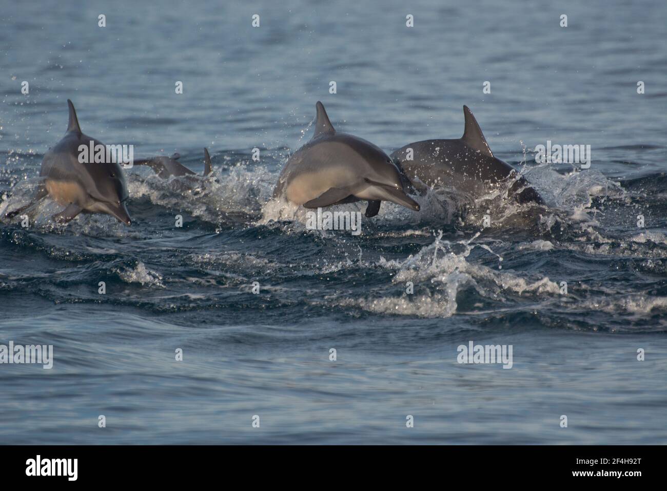 Delfine beobachten, die grosse Attraktion am Strand von Pantai Lovina im Norden Balis Stock Photo