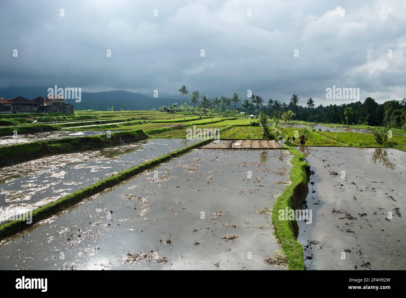Reisfelder im Norden Balis Stock Photo