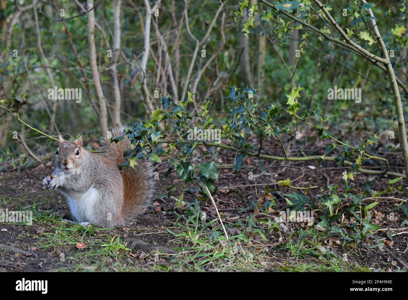Squirrel with grey fur bushy tail eating near holly. It likes acorns bulbs tree shoots buds fungi nuts roots occasionally taking birds eggs and chicks Stock Photo