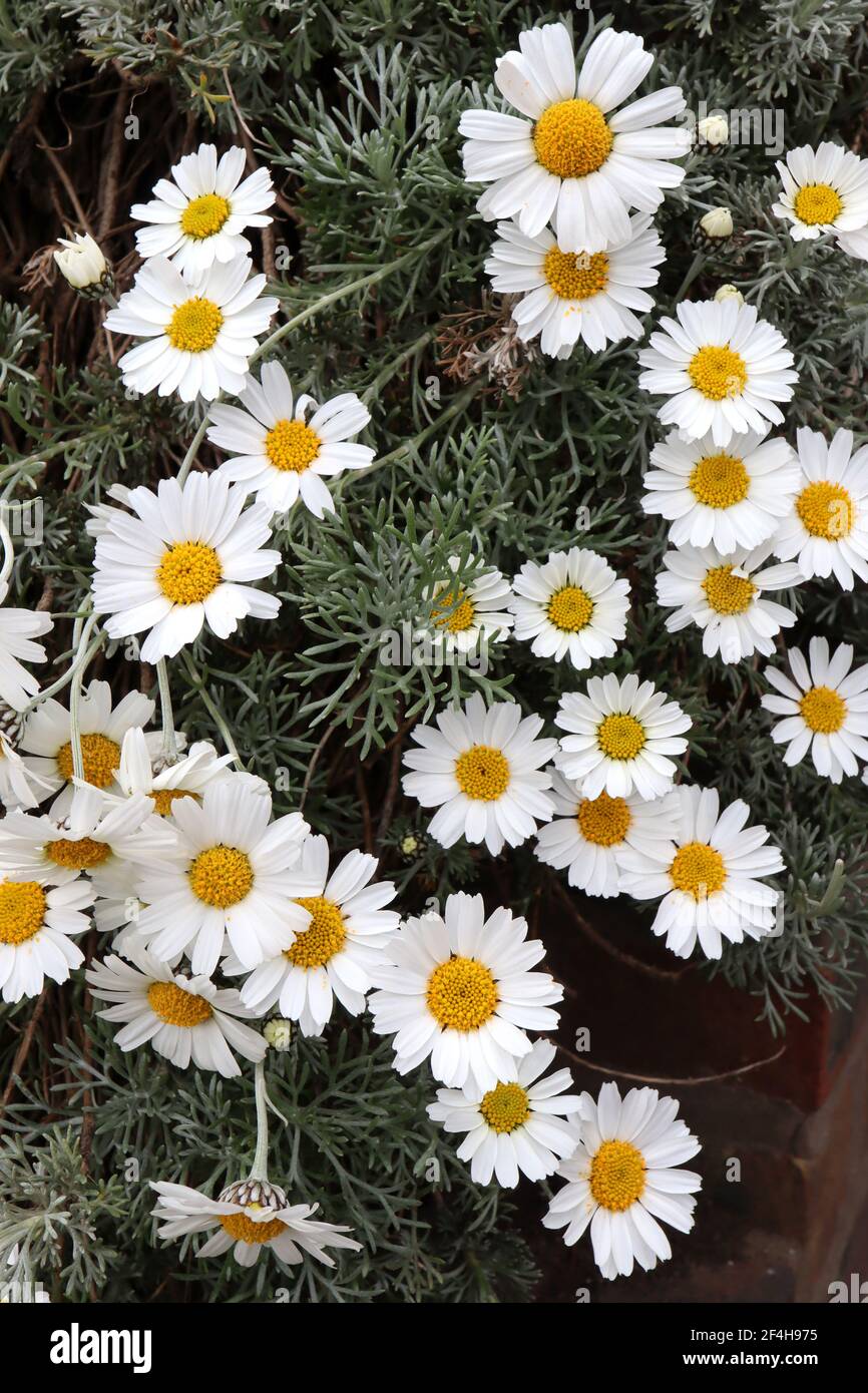 Argyranthemum frutescens ‘Pure White Butterfly’ Marguerite daisy – white daisy-like flowers with yellow centre,  March, England, UK Stock Photo