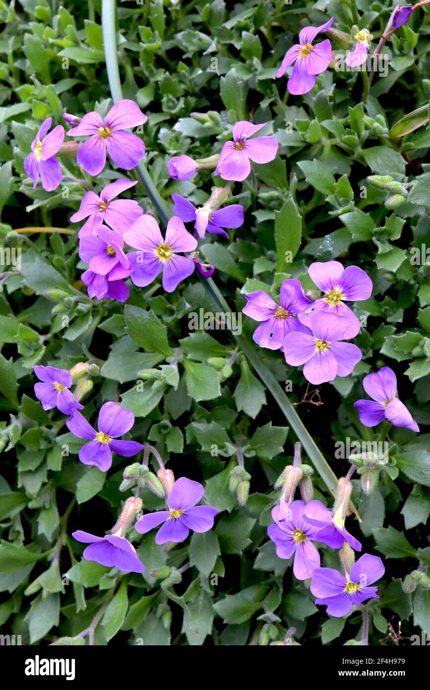 Aubrieta deltoidea ‘Royal Violet’ Rock cress Royal Violet – deep pink flowers and oval spinose leaves,  March, England, UK Stock Photo