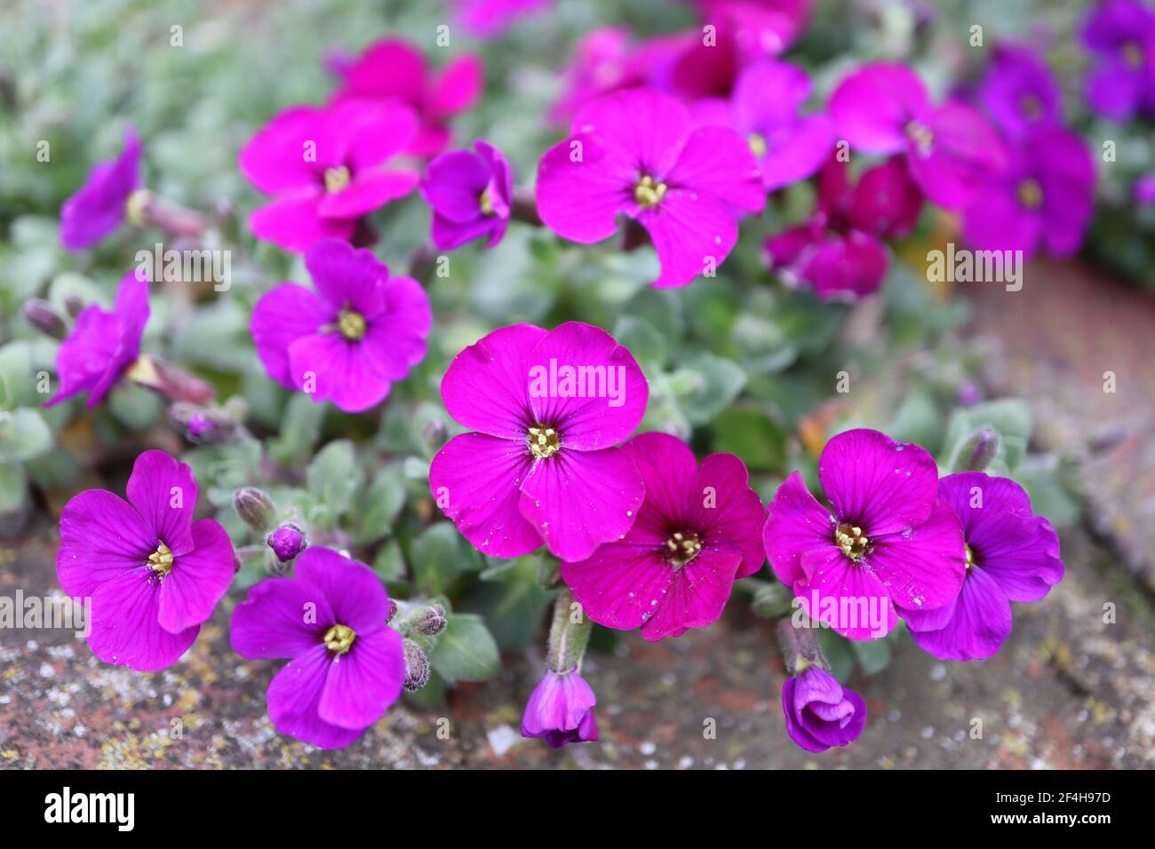 Aubrieta deltoidea ‘Gloria’ Rock cress Gloria – deep pink flowers and oval spinose leaves,  March, England, UK Stock Photo