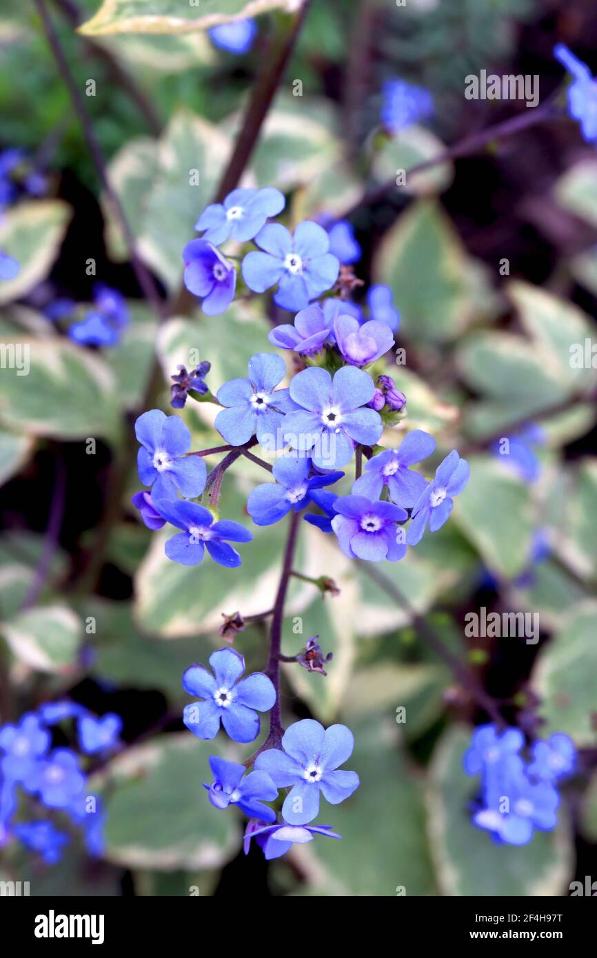 Brunnera macrophylla ‘Hadspen Cream’ Great Forget-me-not Hadspen Cream – sprays of vivid blue flowers and variegated leaves, March, England, UK Stock Photo