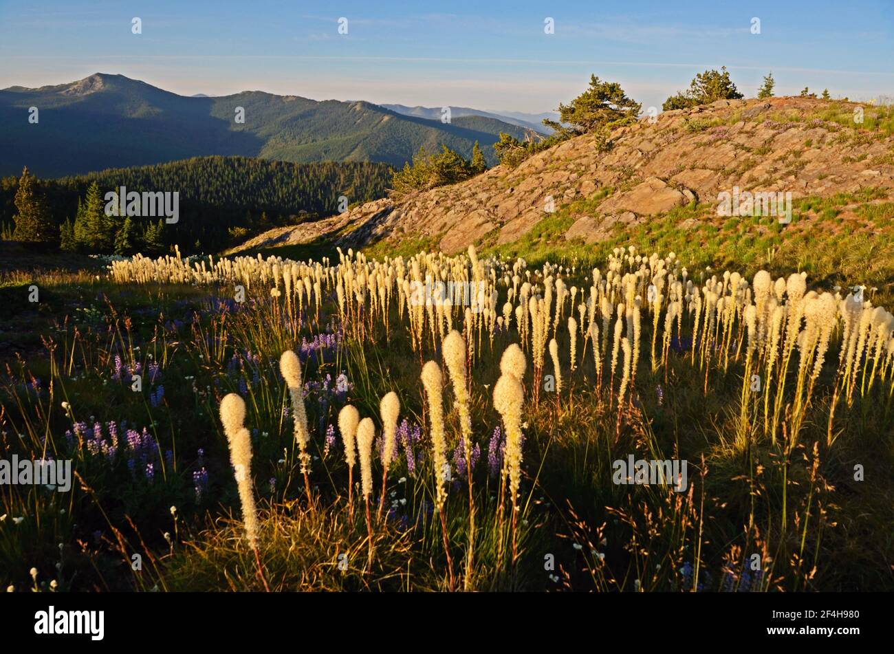Beargrass and lupines looking south to Roderick Mountain. Grizzly Peak Roadless Area, Kootenai National Forest, Montana. (Photo by Randy Beacham) Stock Photo