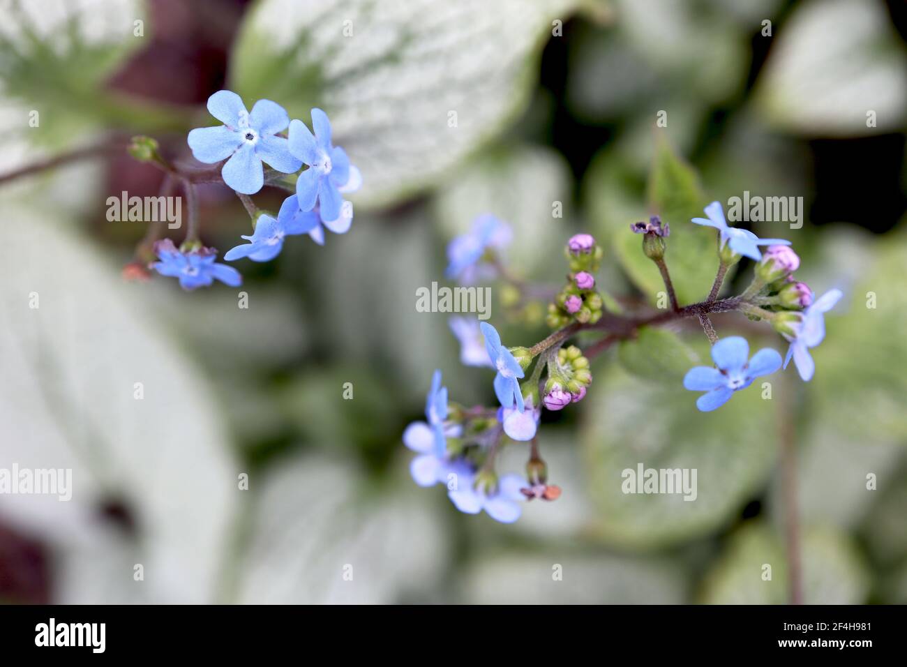 Brunnera macrophylla ‘Jack Frost’ Great Forget-me-not Jack Frost – sprays of vivid blue flowers and green gold heart-shaped leaves, March, England, UK Stock Photo