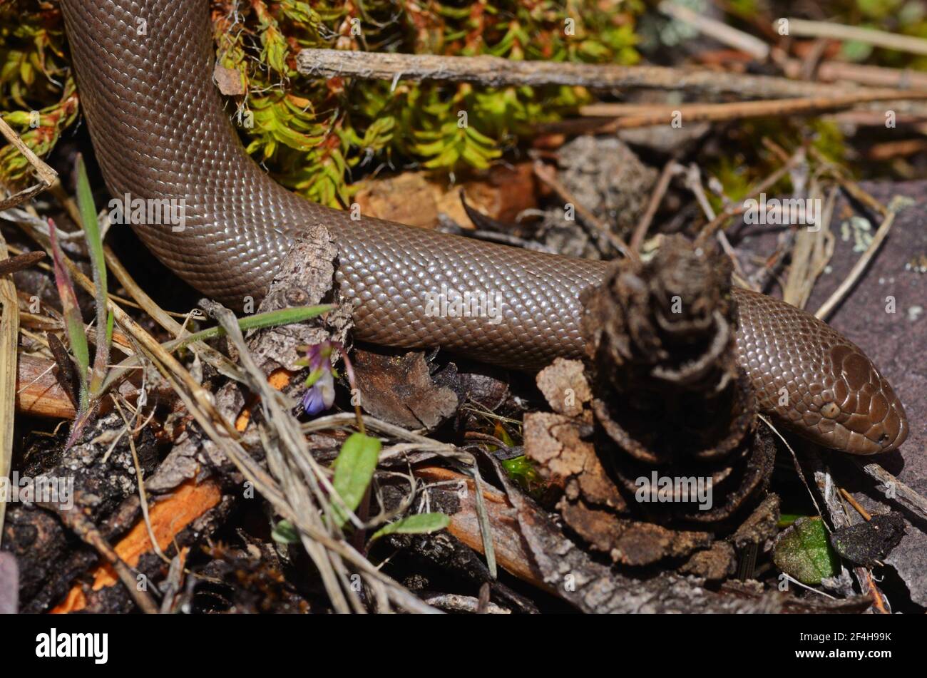Rubber boa charina bottae hires stock photography and images Alamy