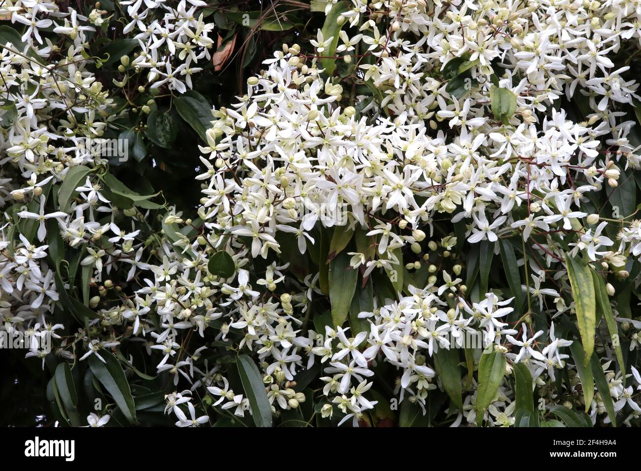 Clematis armandii ‘Snowdrift’ Armand clematis – climbing plant with clusters of large scented white star-shaped flowers,  March, England, UK Stock Photo