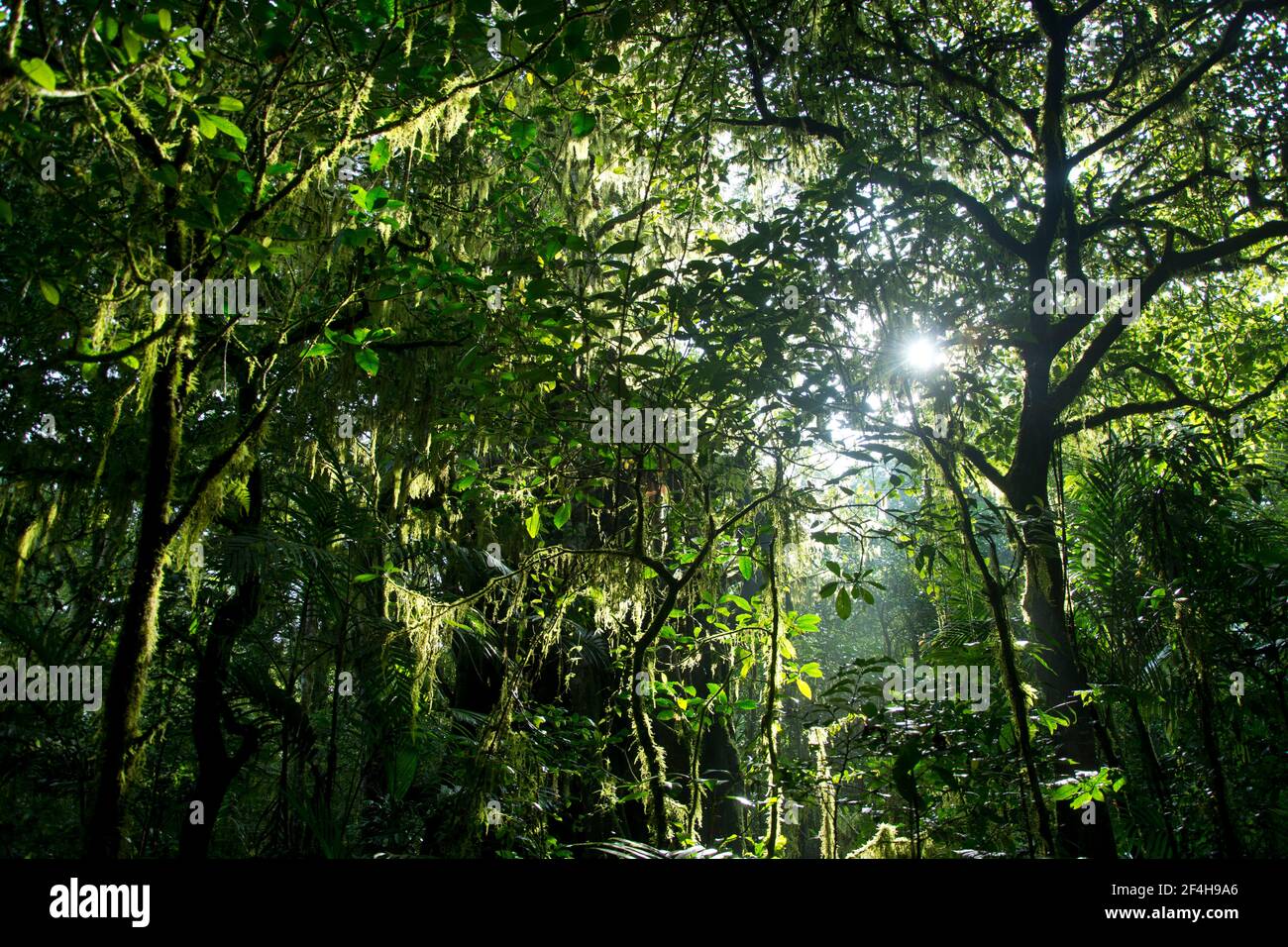 Baumriesen im tropischen Regenwald rund um den Mount Batukaru im Zentrum Balis Stock Photo