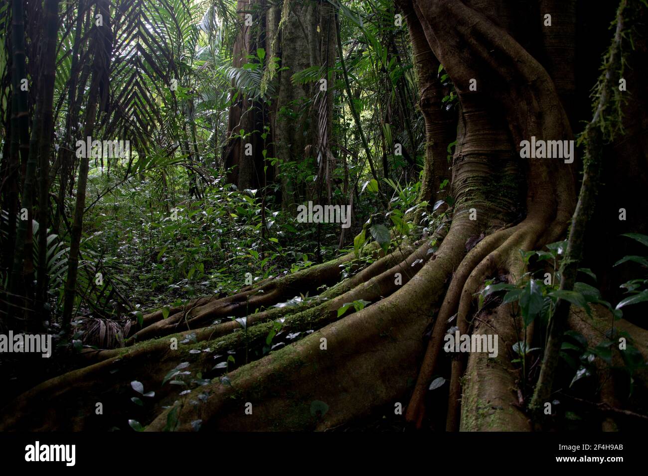 Baumriesen im tropischen Regenwald rund um den Mount Batukaru im Zentrum Balis Stock Photo