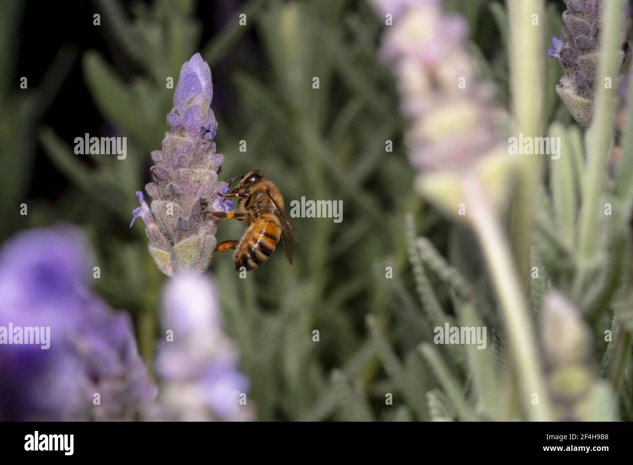 Big bee on flower hi-res stock photography and images - Alamy