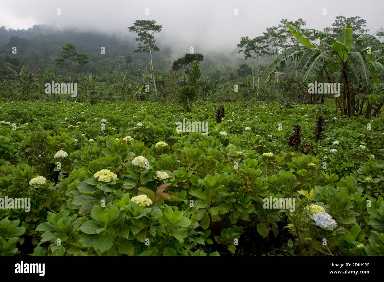 Hortensien-Plantage im Zentrum Balis Stock Photo